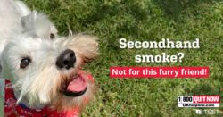 Secondhand smoke? Not for this furry friend!