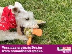 Veramae protects dexter from secondhand smoke